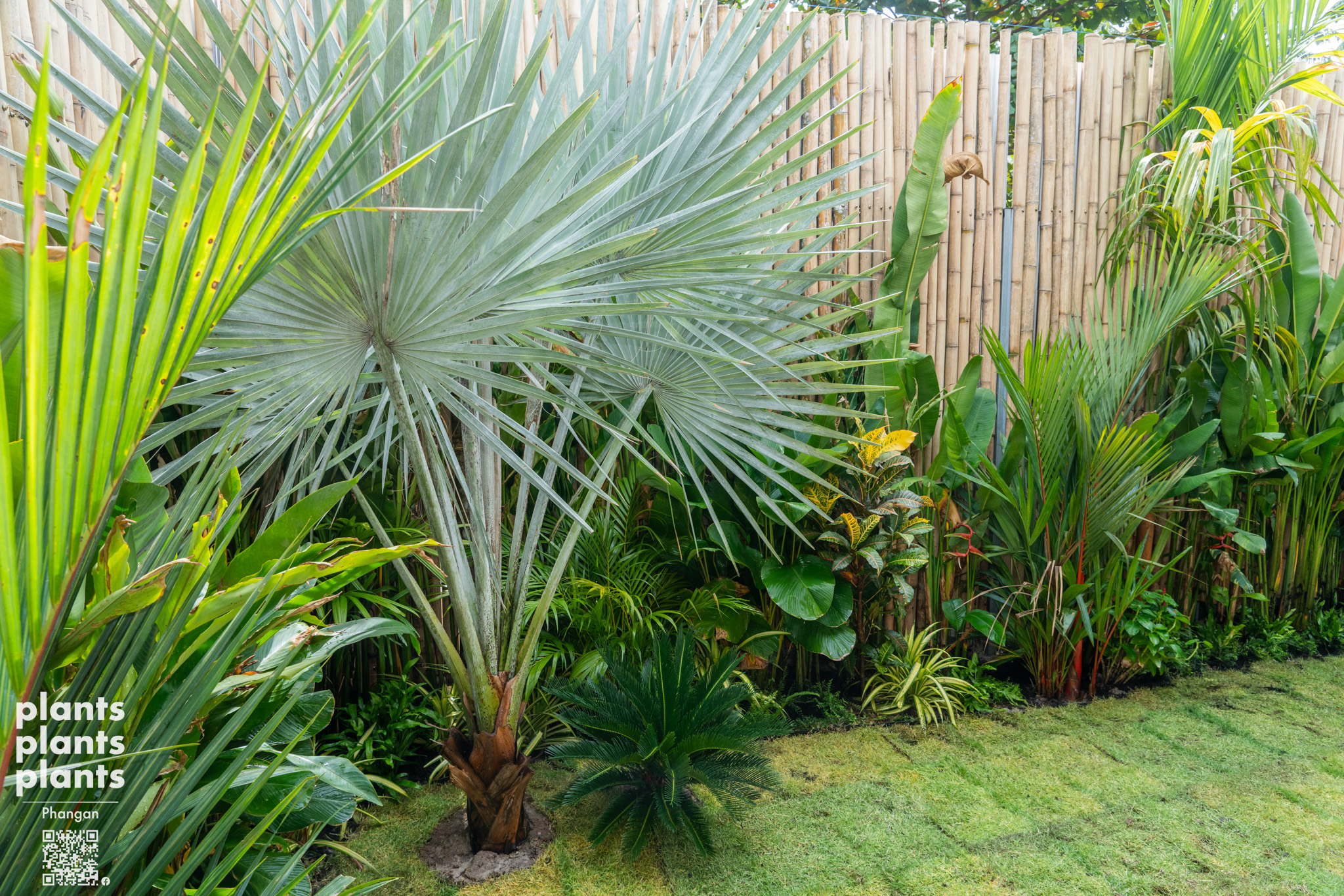 Tropical garden transformation, Chaloklum